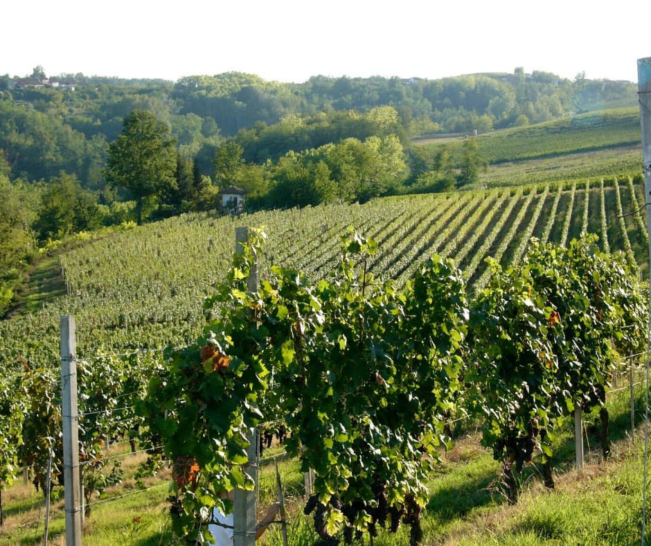 Winery Tour and Tasting at Marchesi Incisa della Rocchetta foto 3