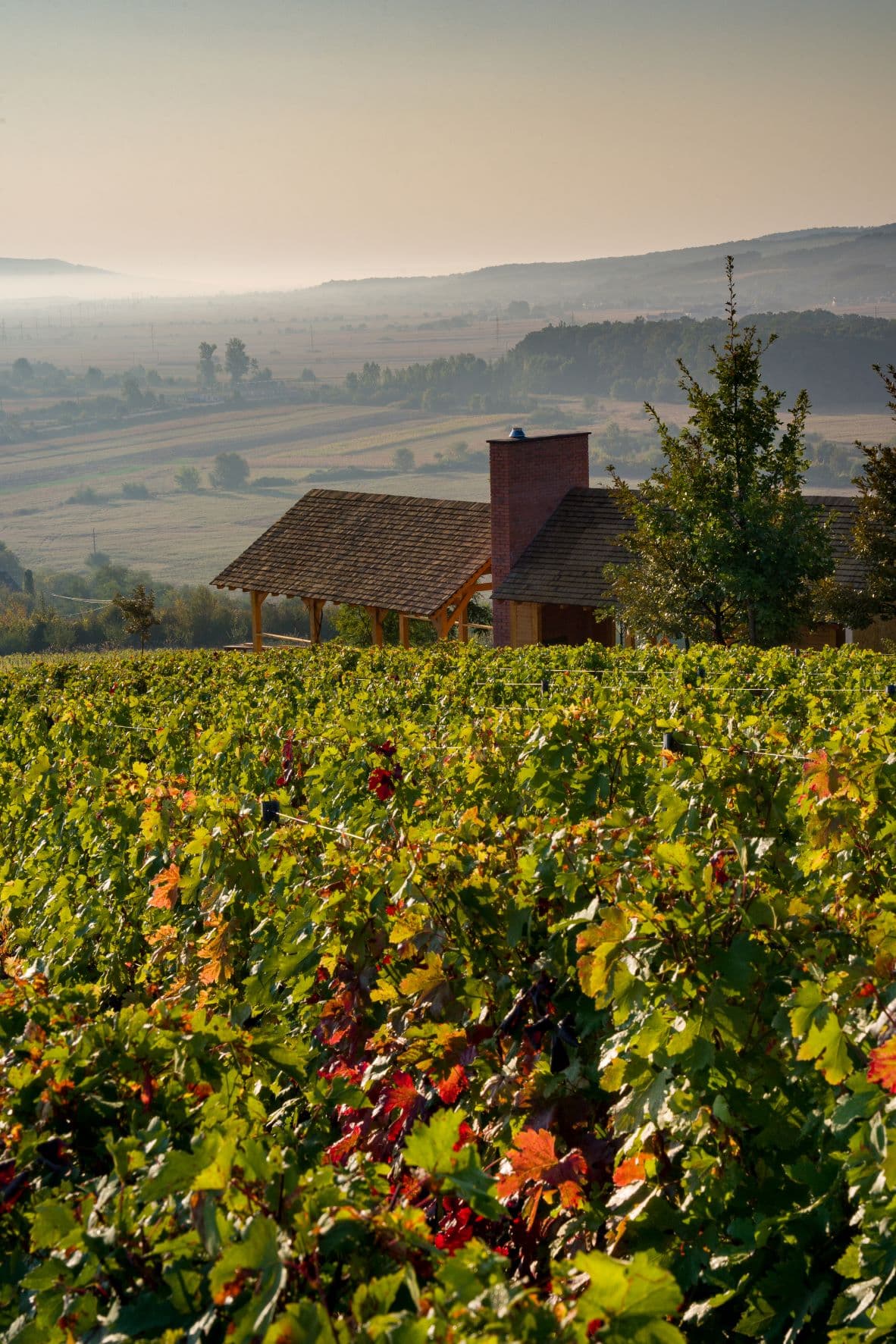 Catleya Wine Estate foto 1