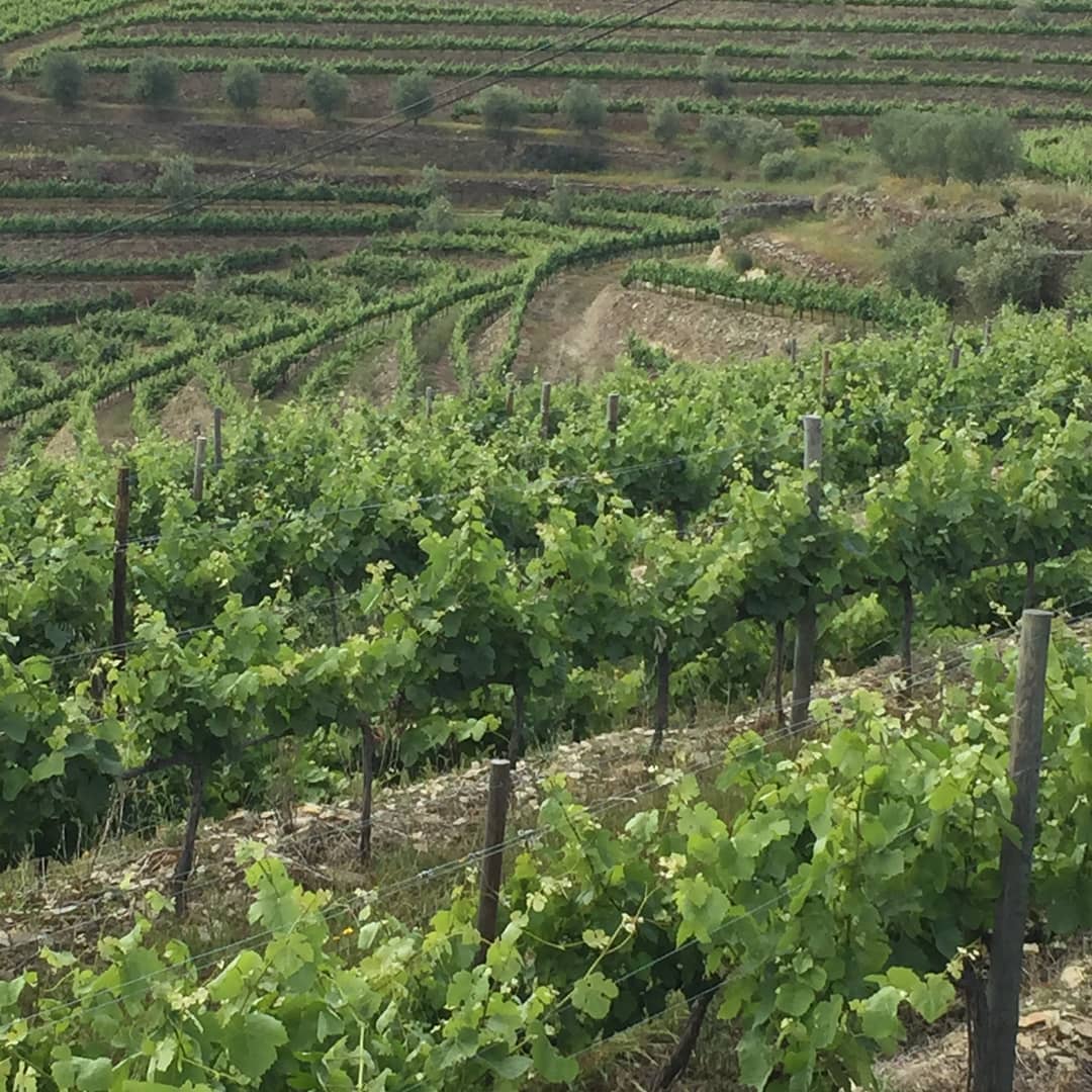 Quinta de Cottas photo 2