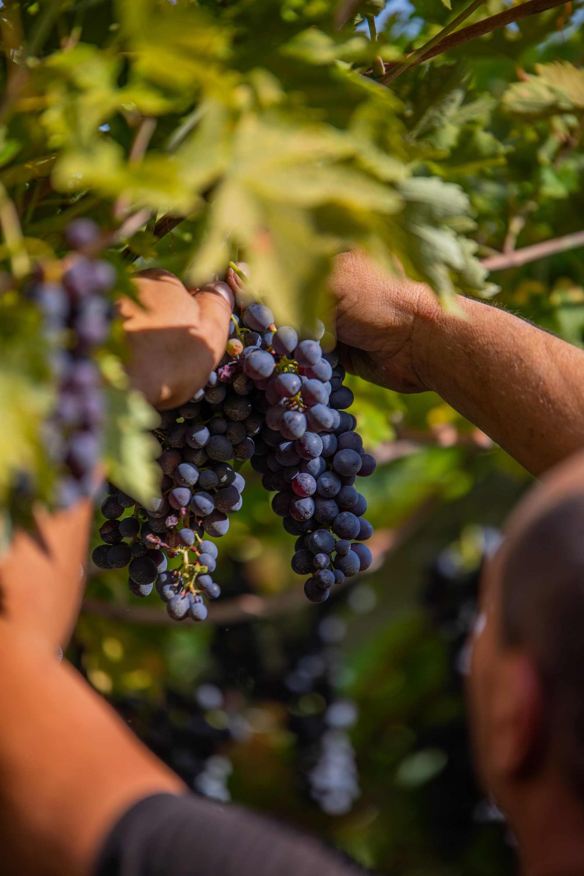 Scriani Winery Foto 3