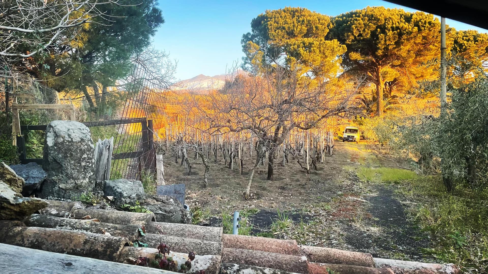 Degustação de cinco vinhos com petiscos na vinícola Biondi foto 3