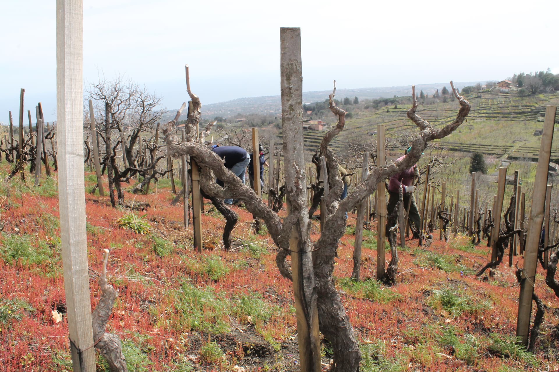 Barone Beneventano - Etna Winery foto 5
