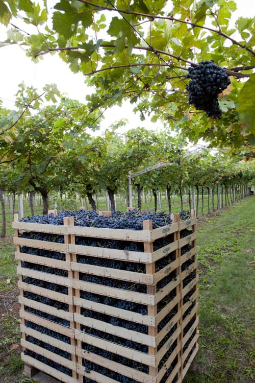 Scriani Winery Highlight