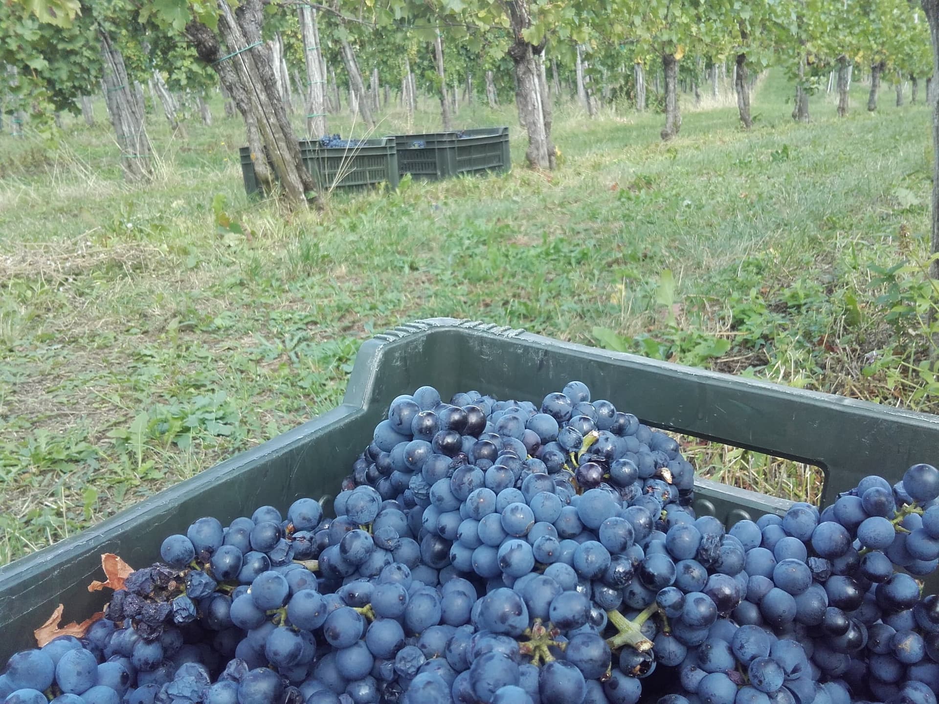 Weinprobe im Kletarstvo Petrič Foto 4