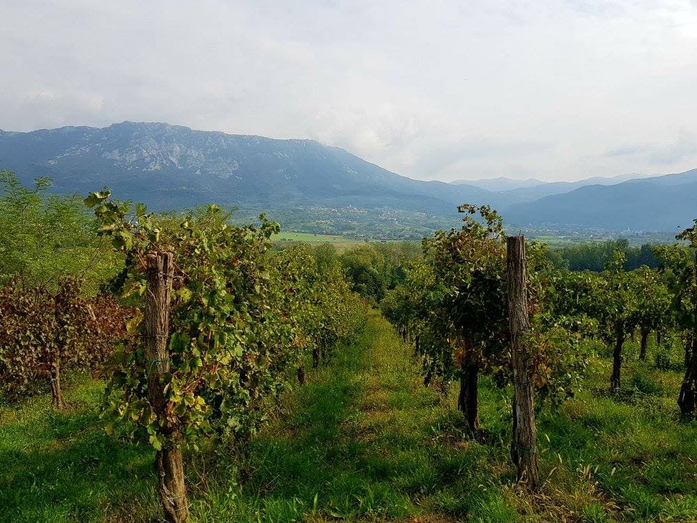 Weinprobe im Kletarstvo Petrič Foto 5