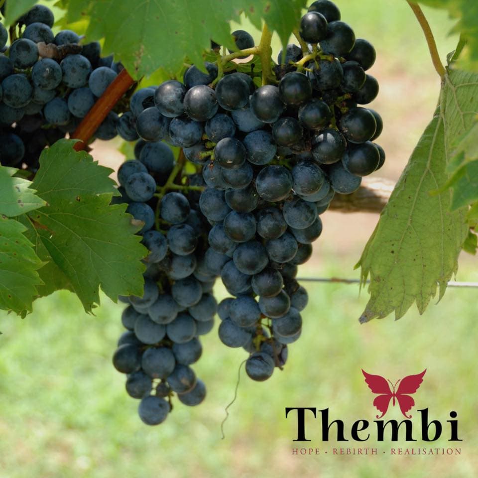 Thembi Wines photo 3