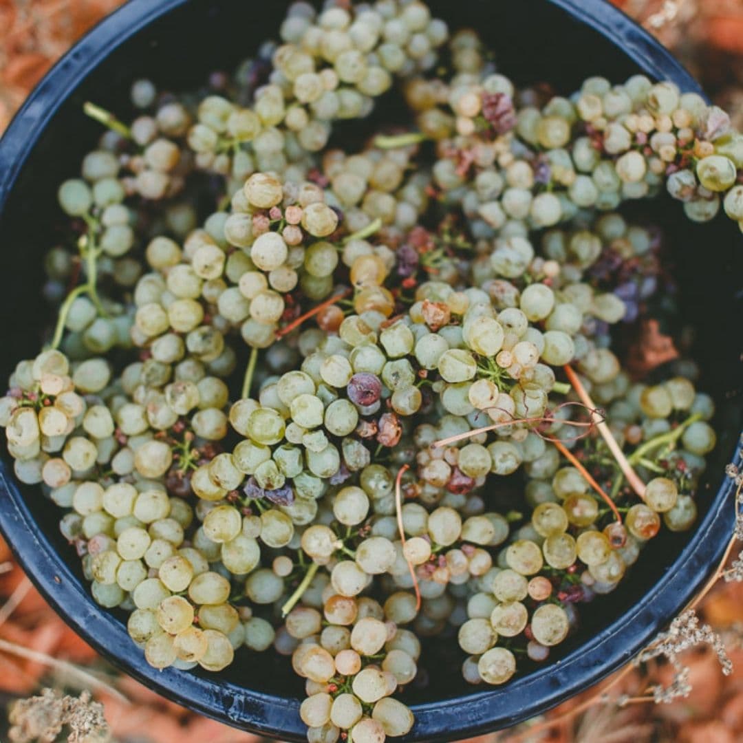 Weinprobe mit ganzen Trauben auf dem Warramunda Estate Foto 4