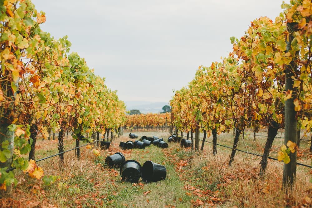 Weinprobe mit ganzen Trauben auf dem Warramunda Estate Foto 3