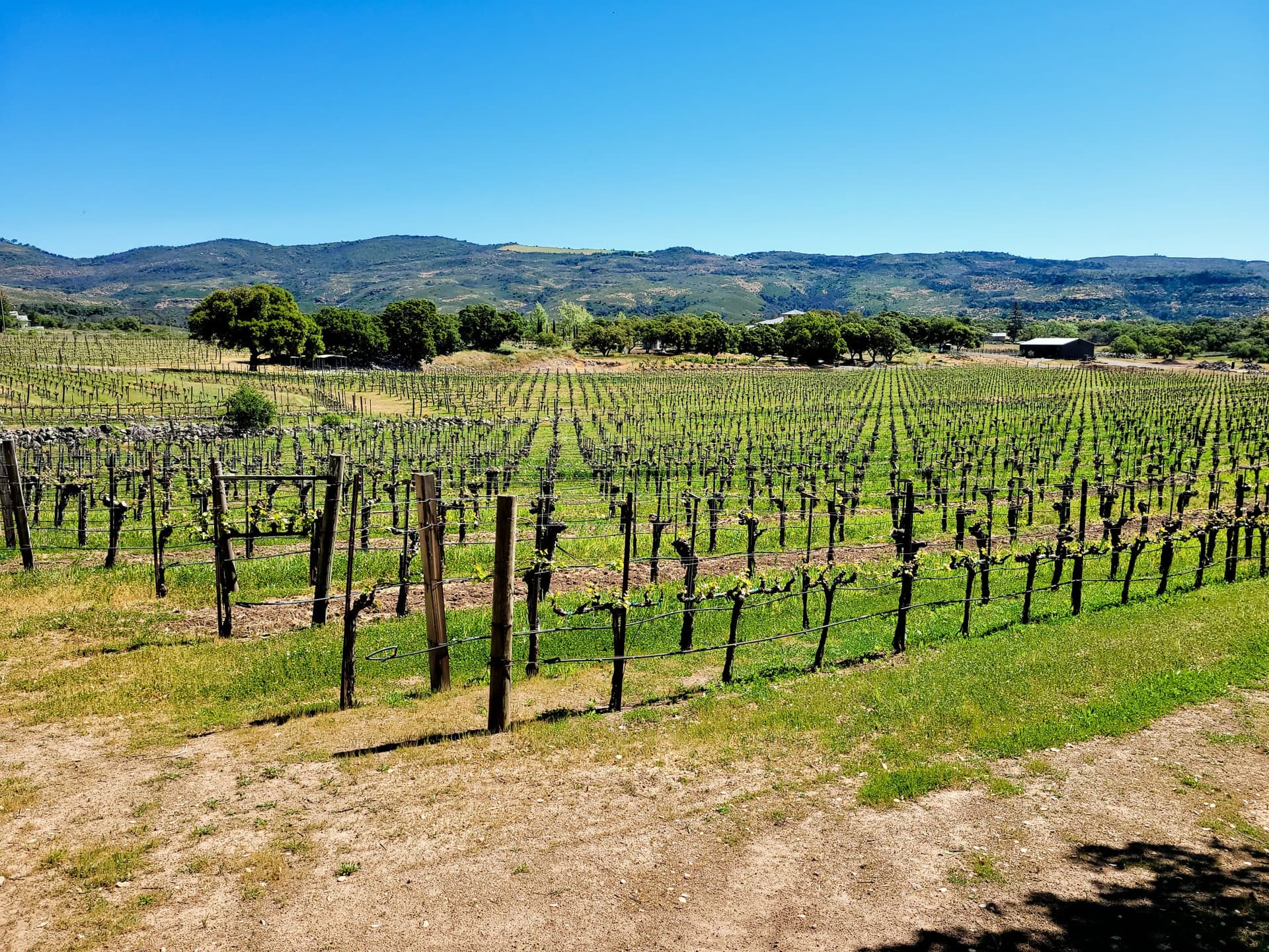 Atlas Peak Mountain Winery - Sill Family Vineyards foto 1