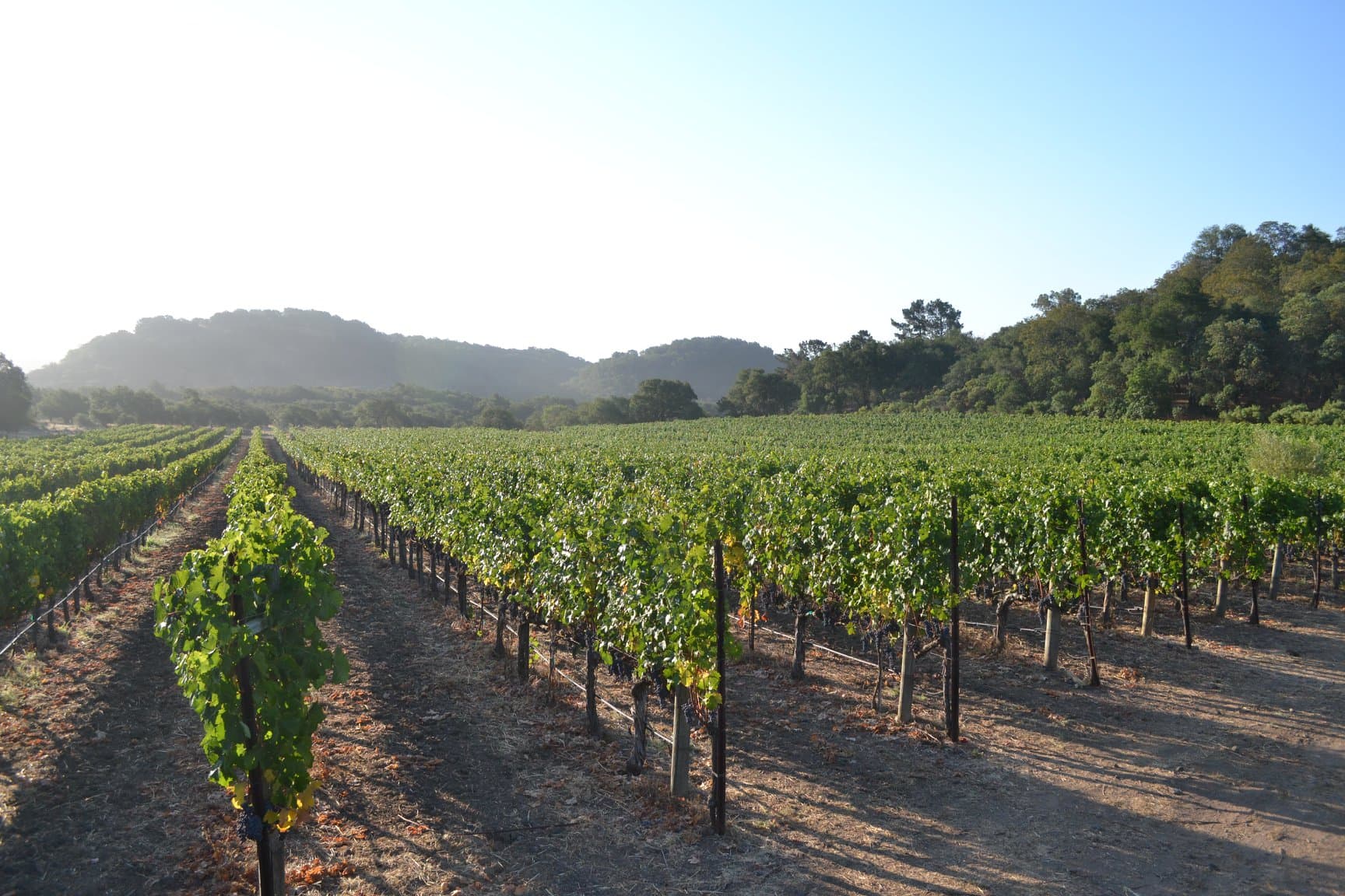 Atlas Peak Mountain Winery - Sill Family Vineyards höjdpunkt