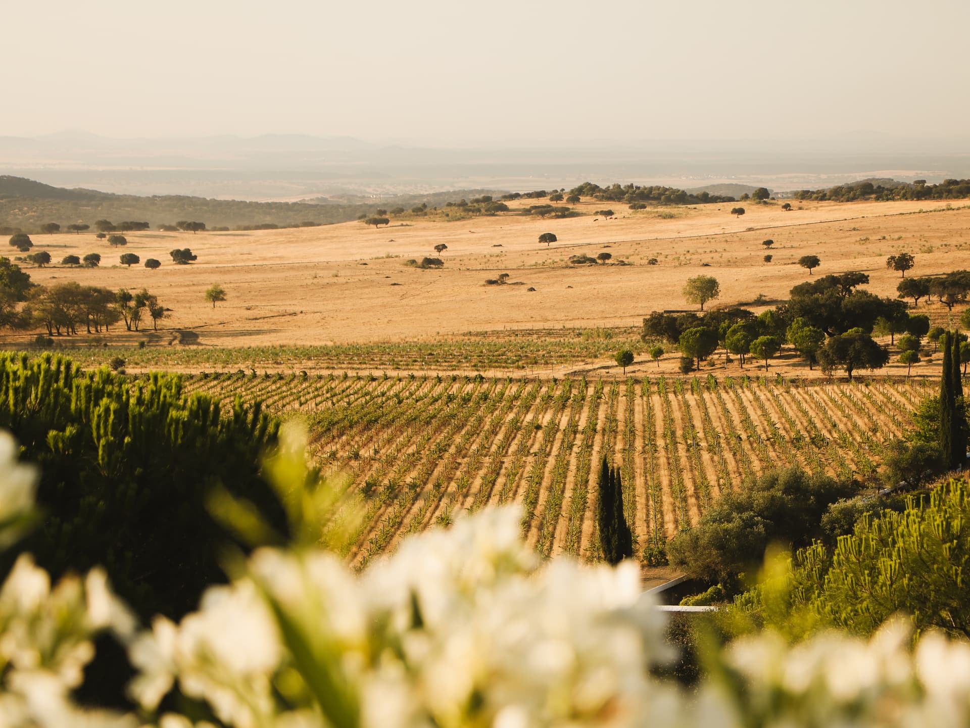 Azamor Wines foto 3