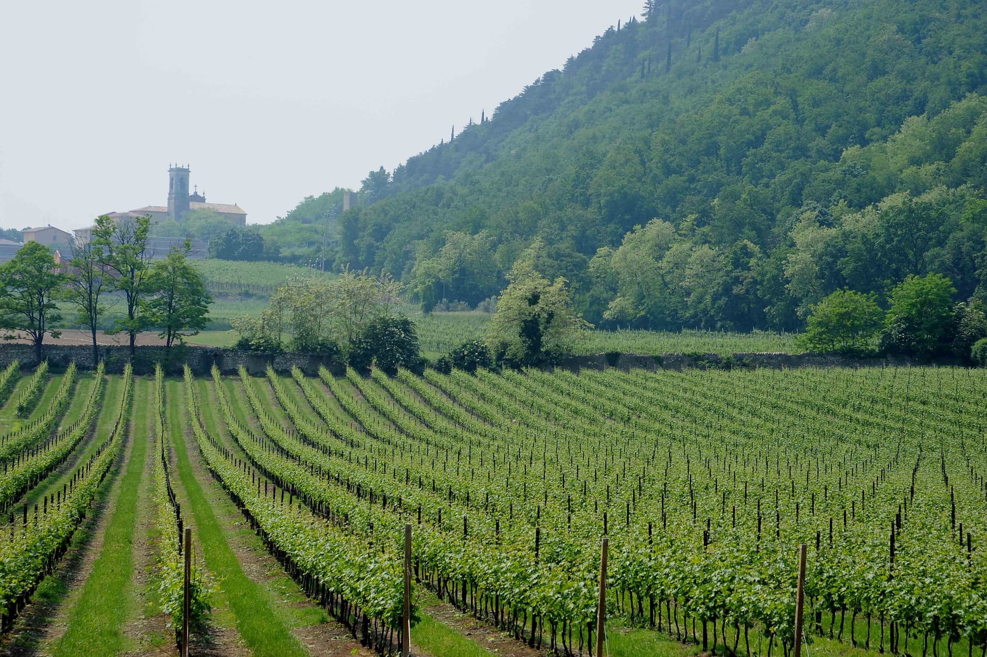 Le Fraghe Azienda Agricola Foto 4