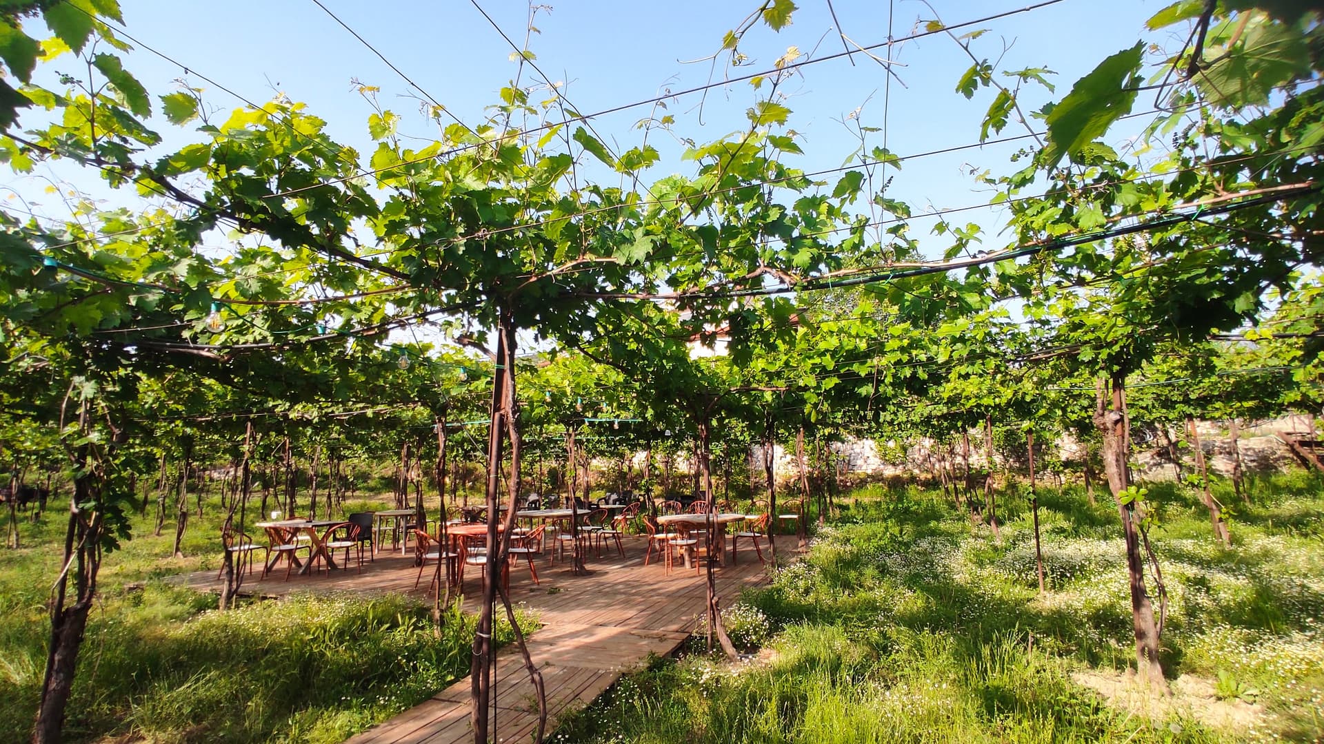Una fetta di felicità rurale - Tour di degustazione di vini del villaggio di Roshnik foto 4