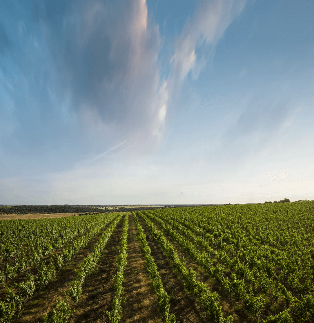 Alentejo Wine & Architecture Tour at Herdade do Freixo