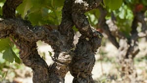 Destaque de Château Maris: Authentic Wines from Languedoc