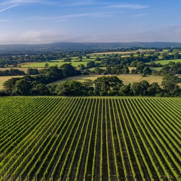 Ridgeview Wine Estate
