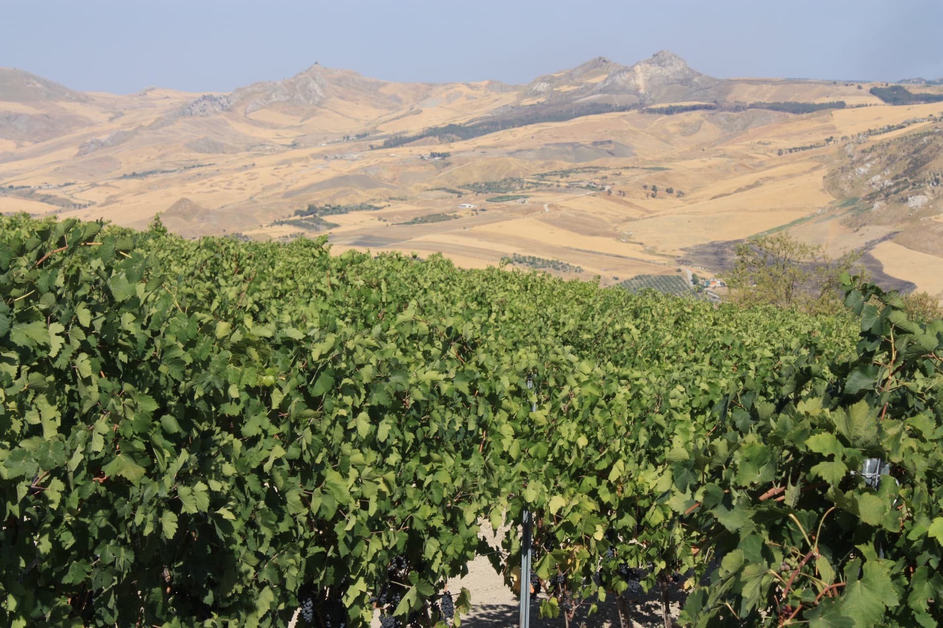 Explore Sicily’s Wine & Olive Grove Tasting