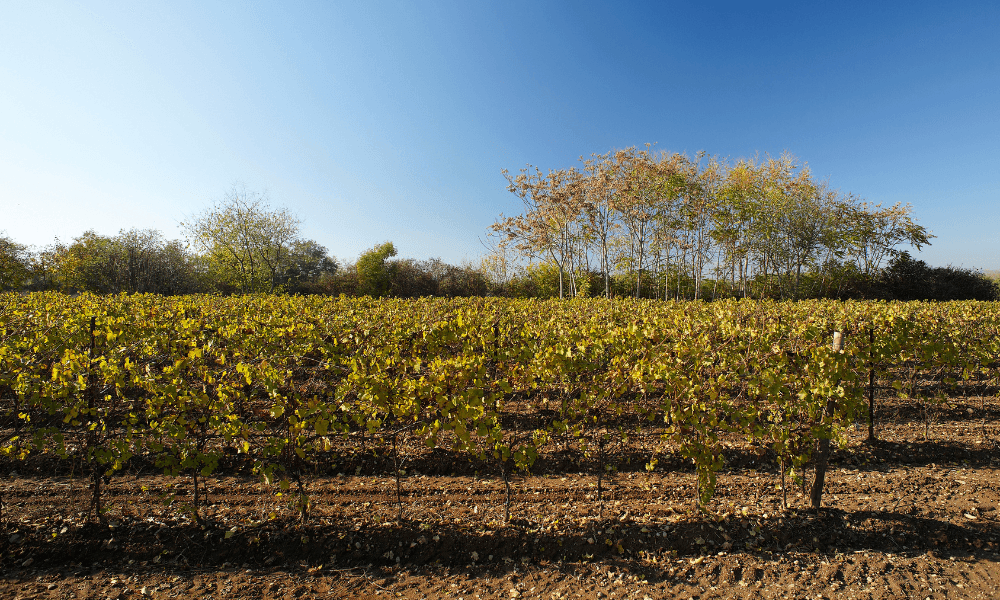 Franciacorta