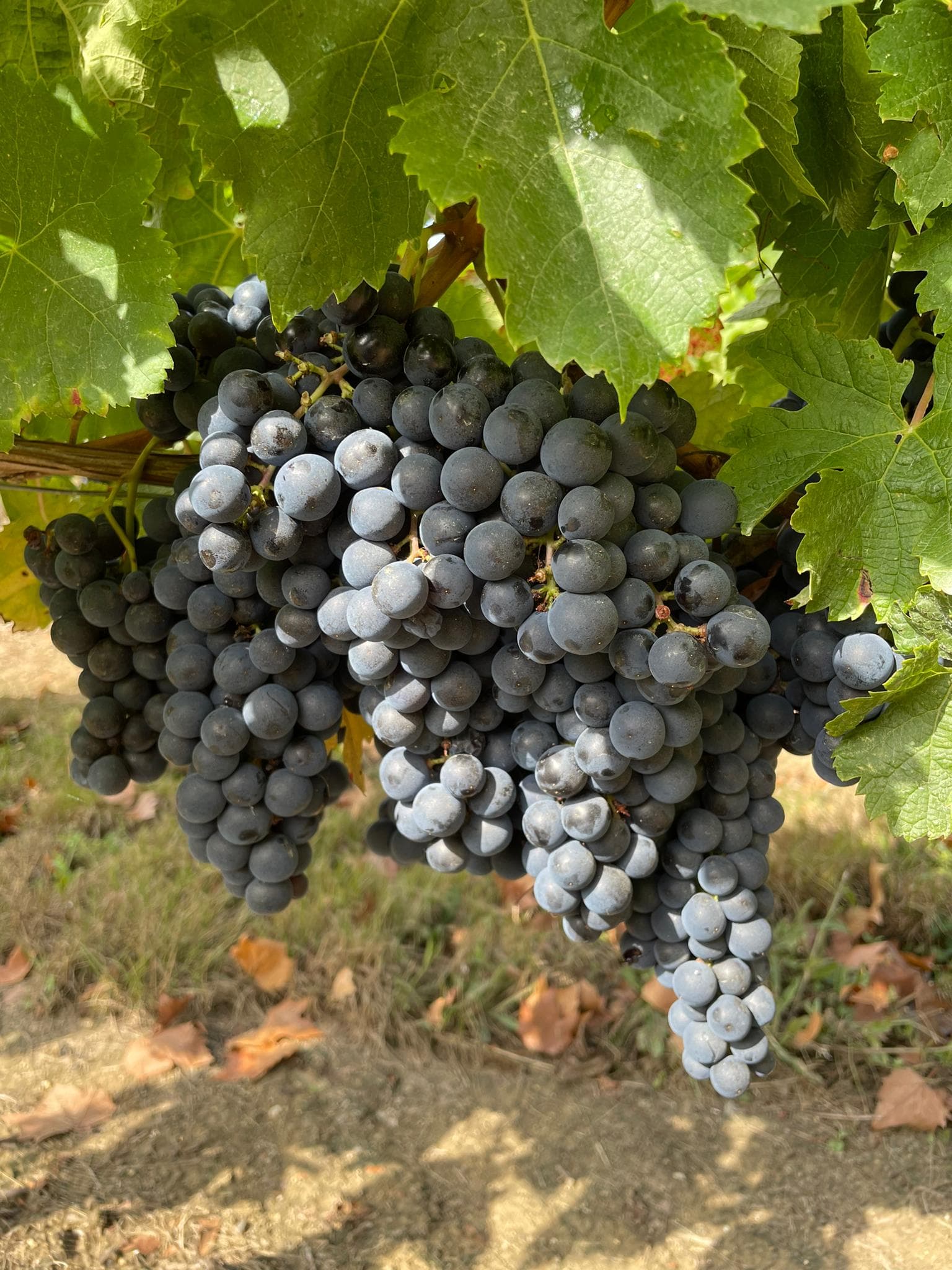 Château L’Eperon - Tastings, Masterclasses, and Events photo 5