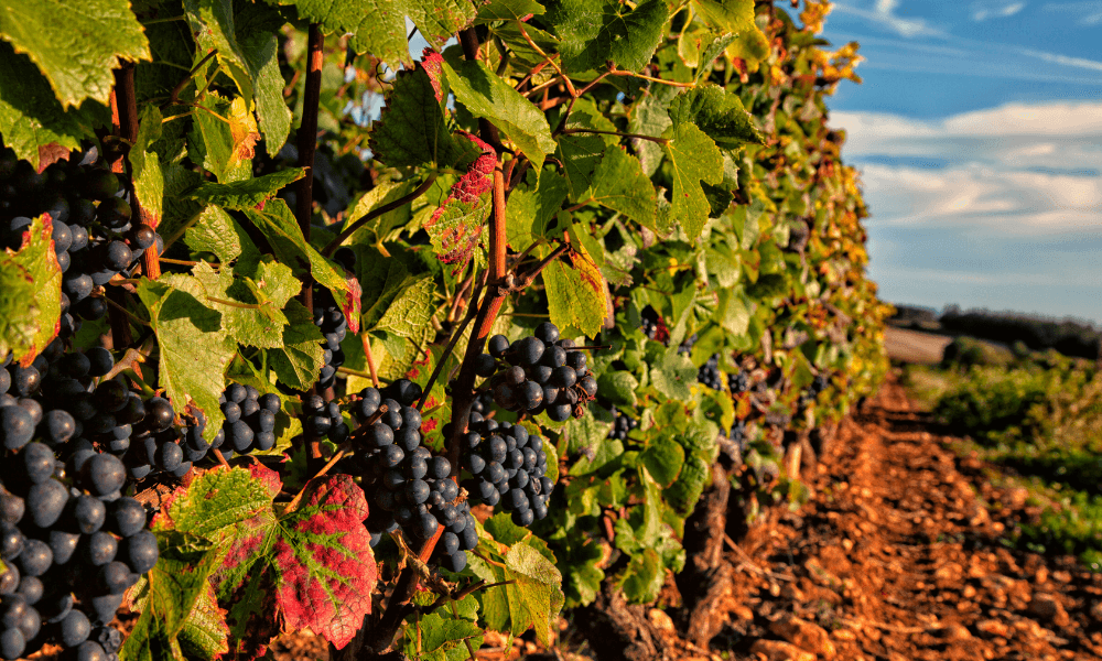 Meursault 1