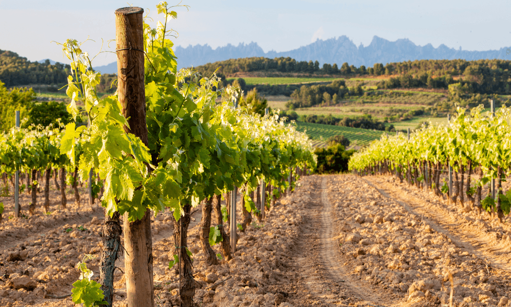 Parras Valley