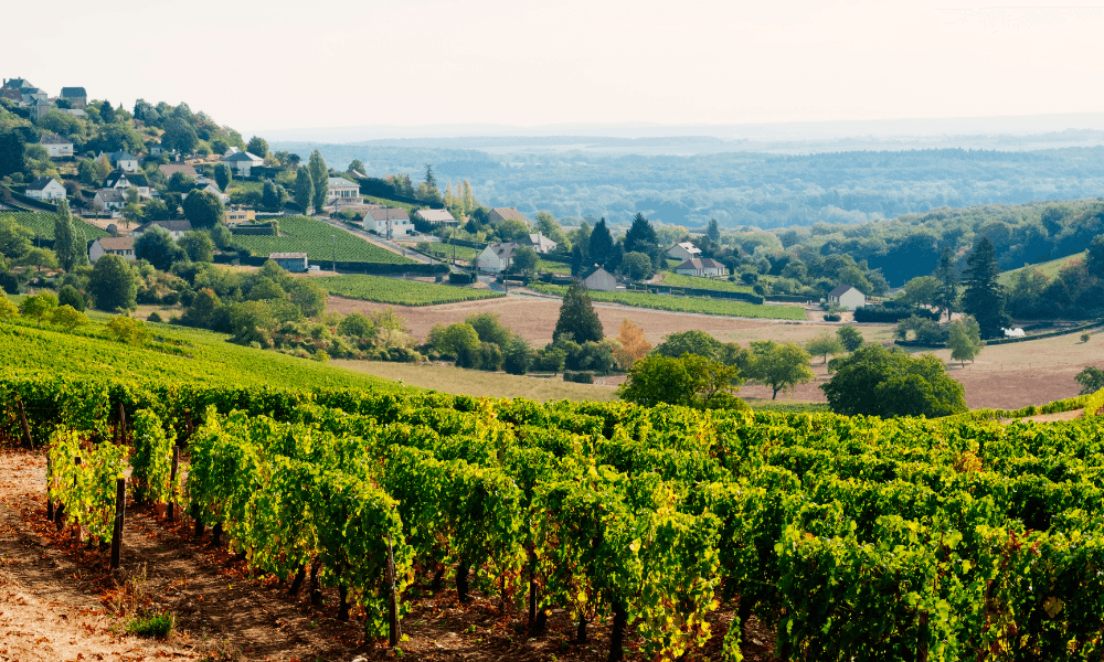 Sancerre