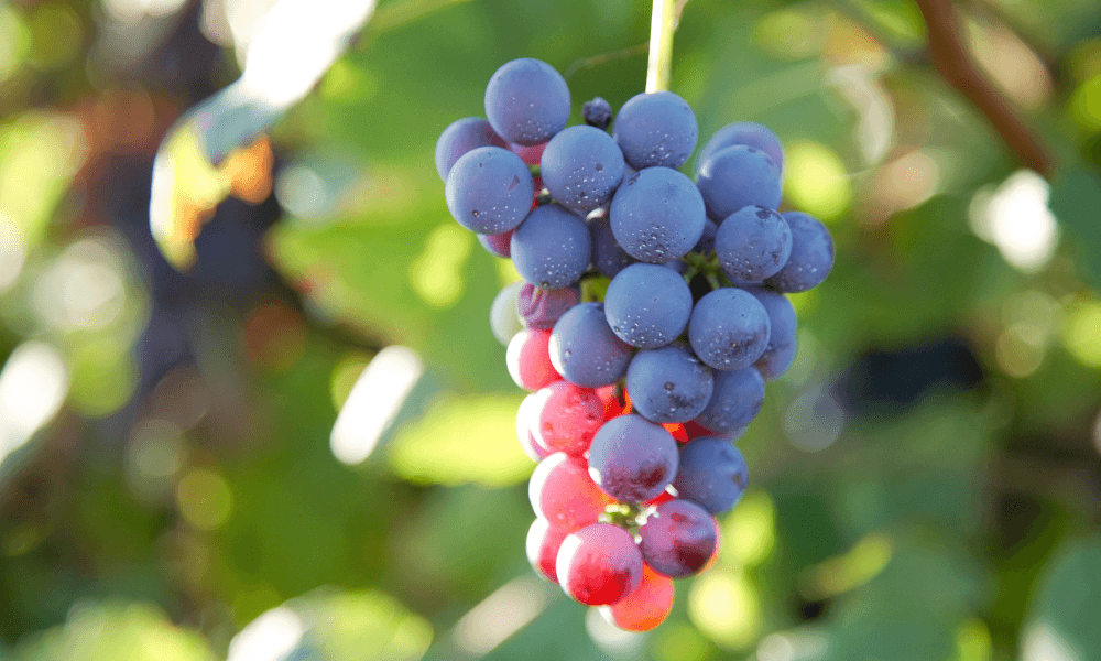 Vouvray