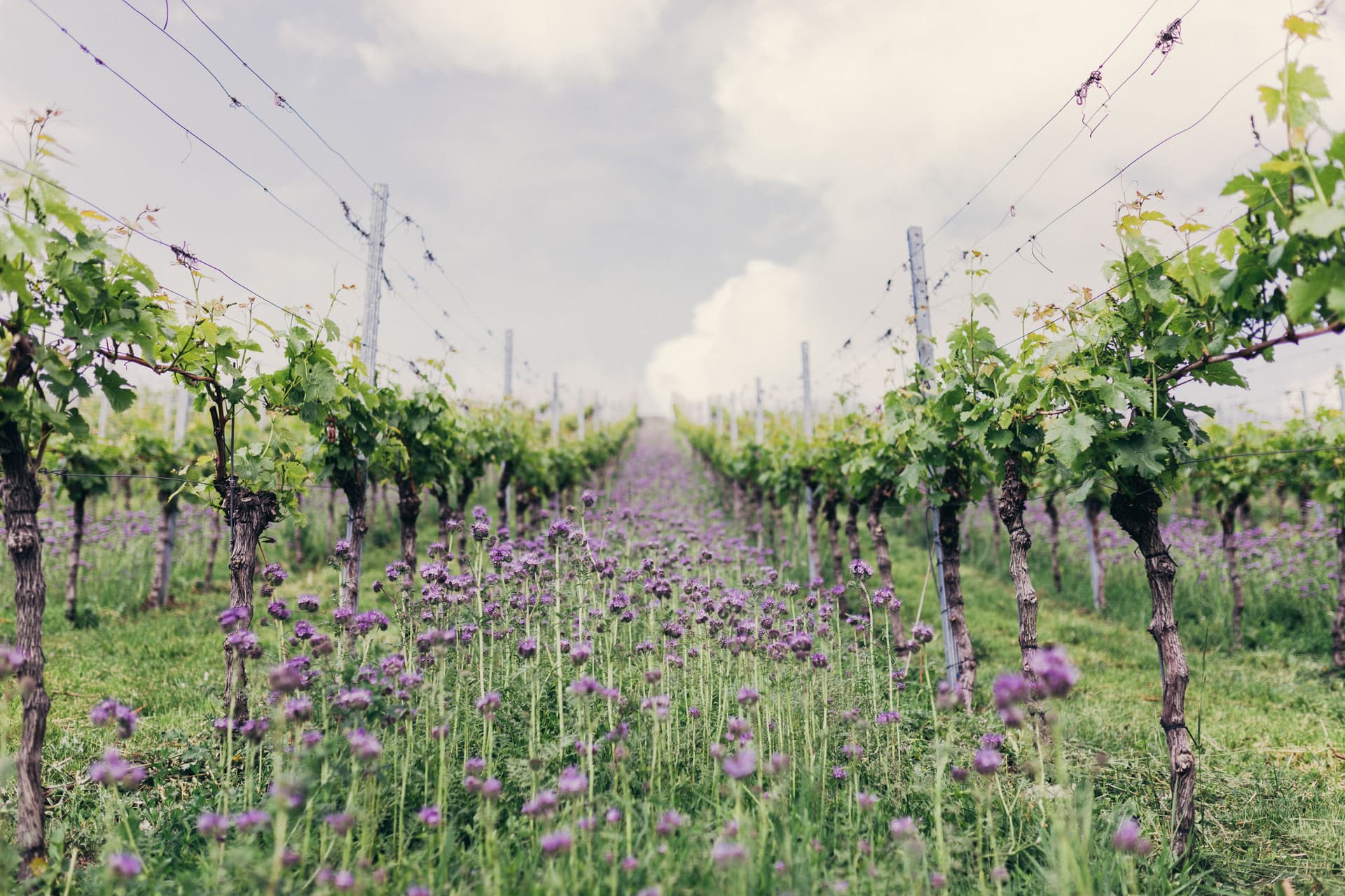 Weinmanufaktur Untertürkheim photo 4