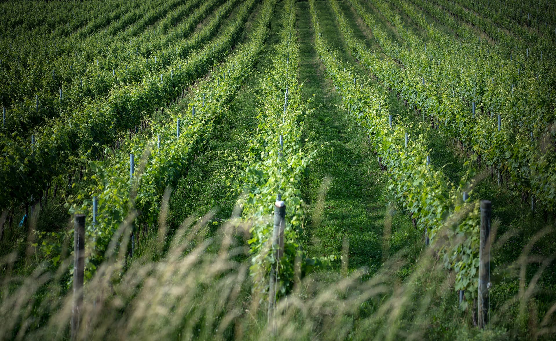 Tenuta La Cà: A Modern Winery in Veneto Foto 5