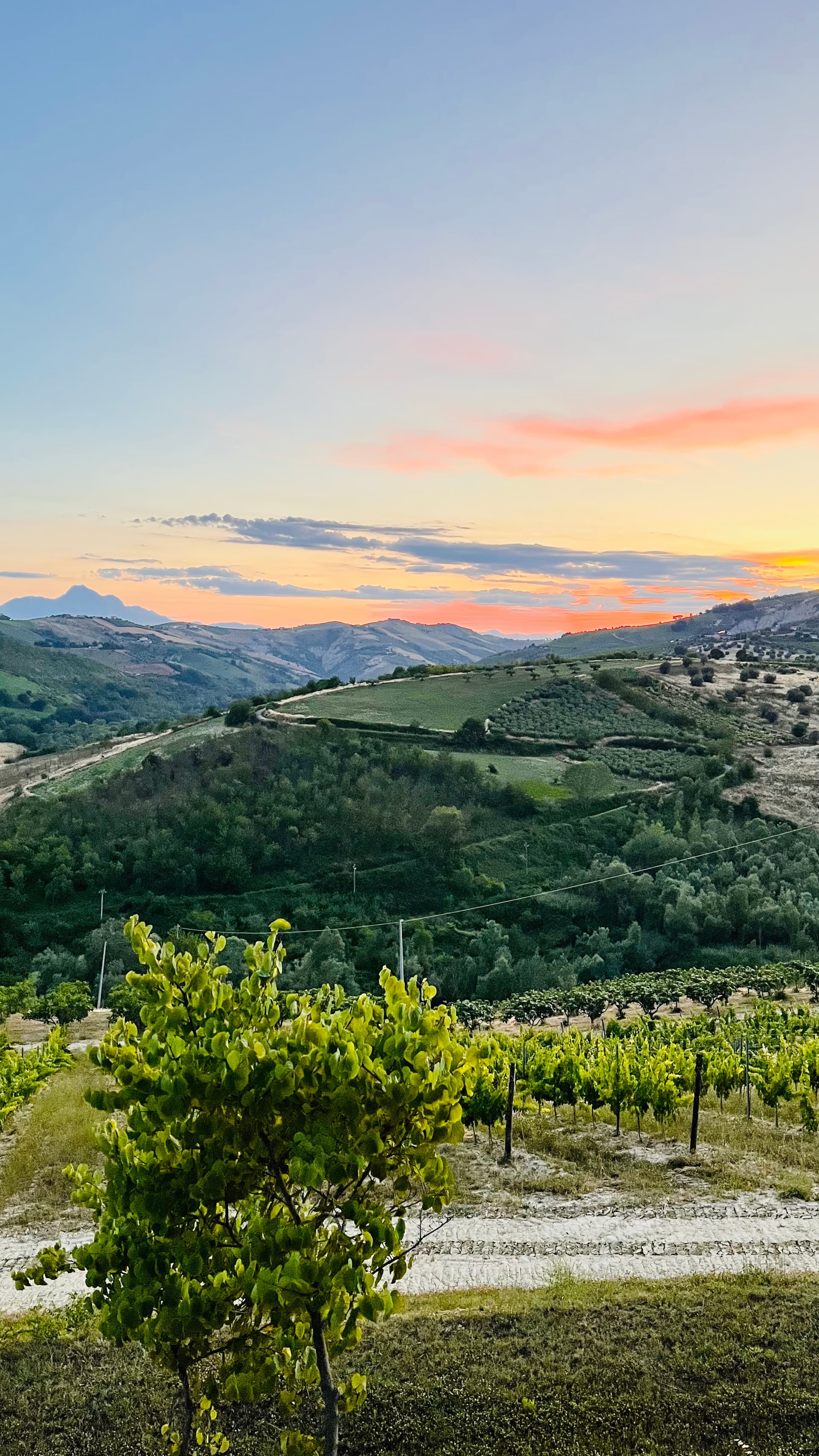 Todo sobre las ánforas en Cirelli Wines foto 4