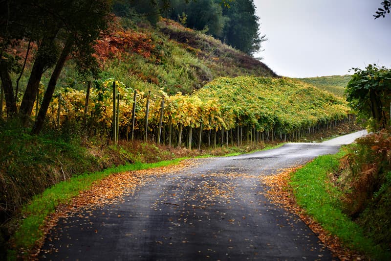 Rezabal Winery foto 5