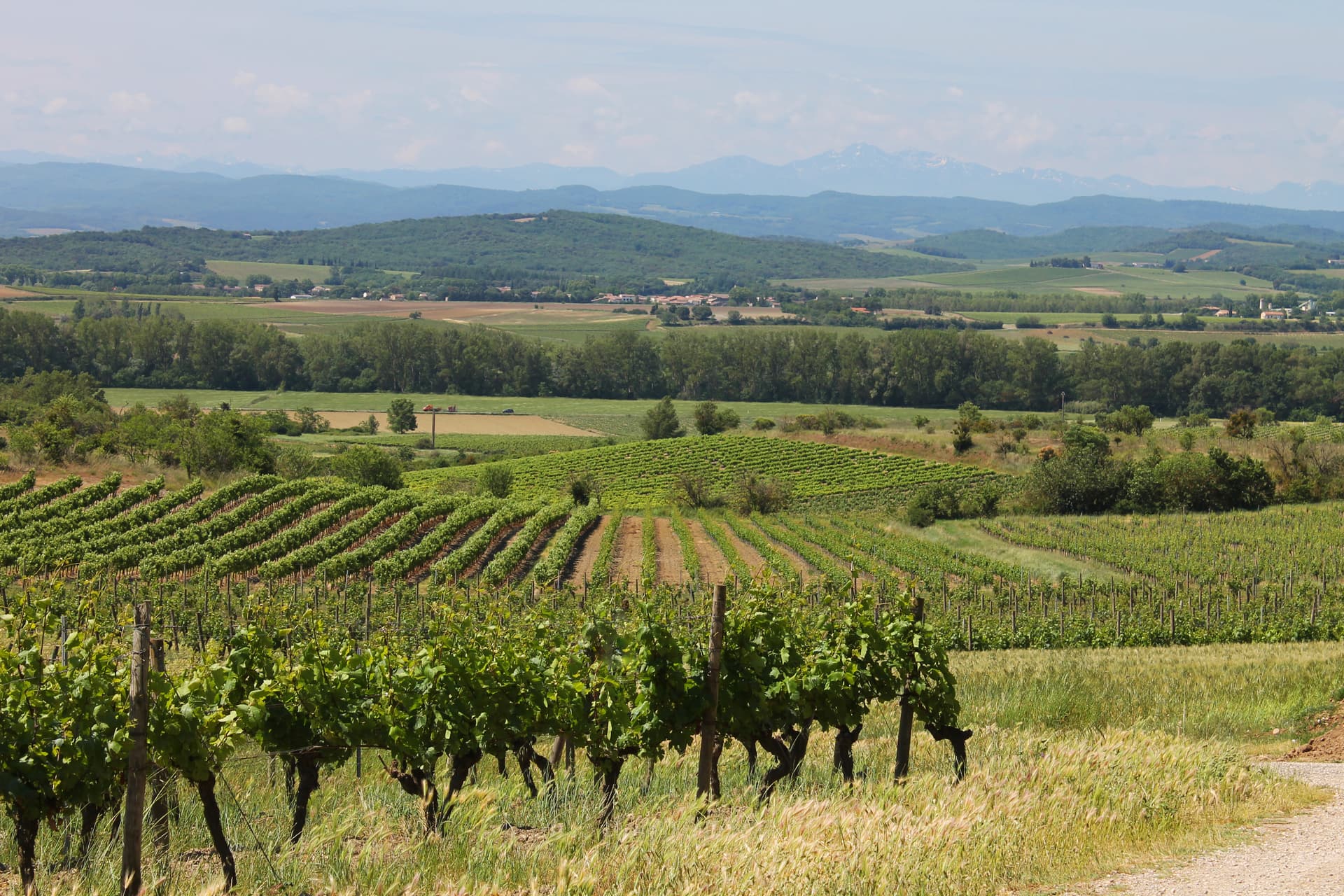 Domaine La Louvière: A Hidden Gem in Languedoc Highlight