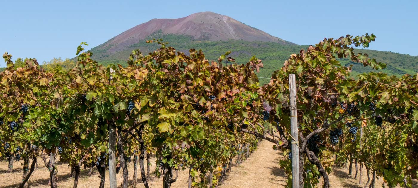 Wine experience in a pre-philloxera Winery in Amalfi Coast! photo 4