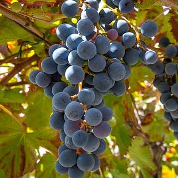 Wine experience in a pre-philloxera Winery in Amalfi Coast! photo 5