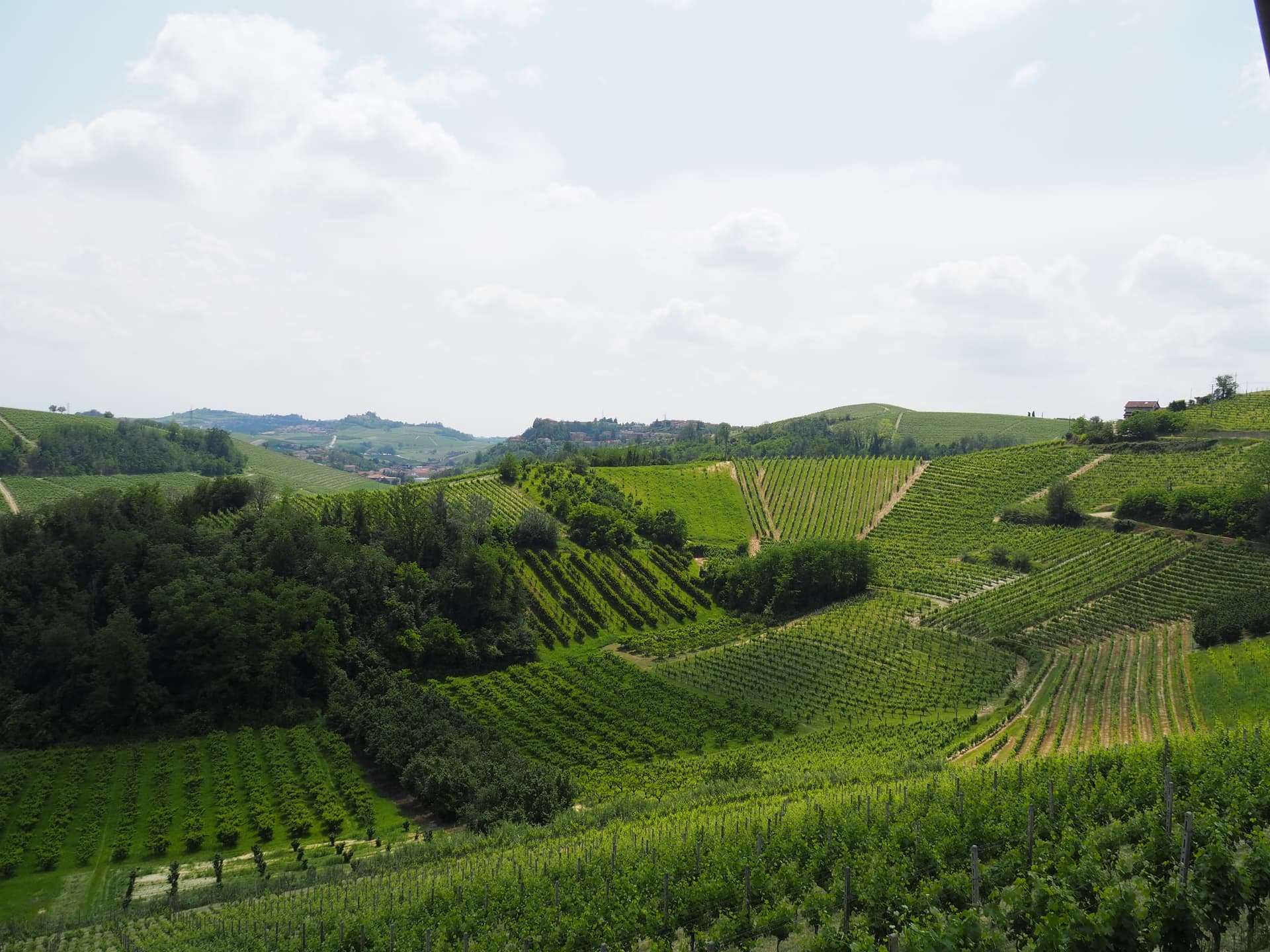 Dégustation de vins au cœur du Roero | Cascina Torniero des…