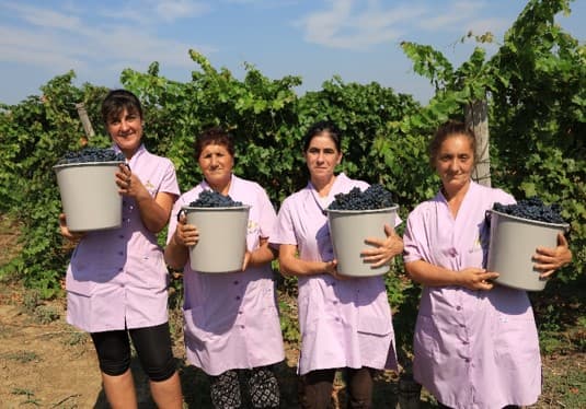 Visita a viñedos y bodegas y cata de vinos | Château Burgozone foto 5