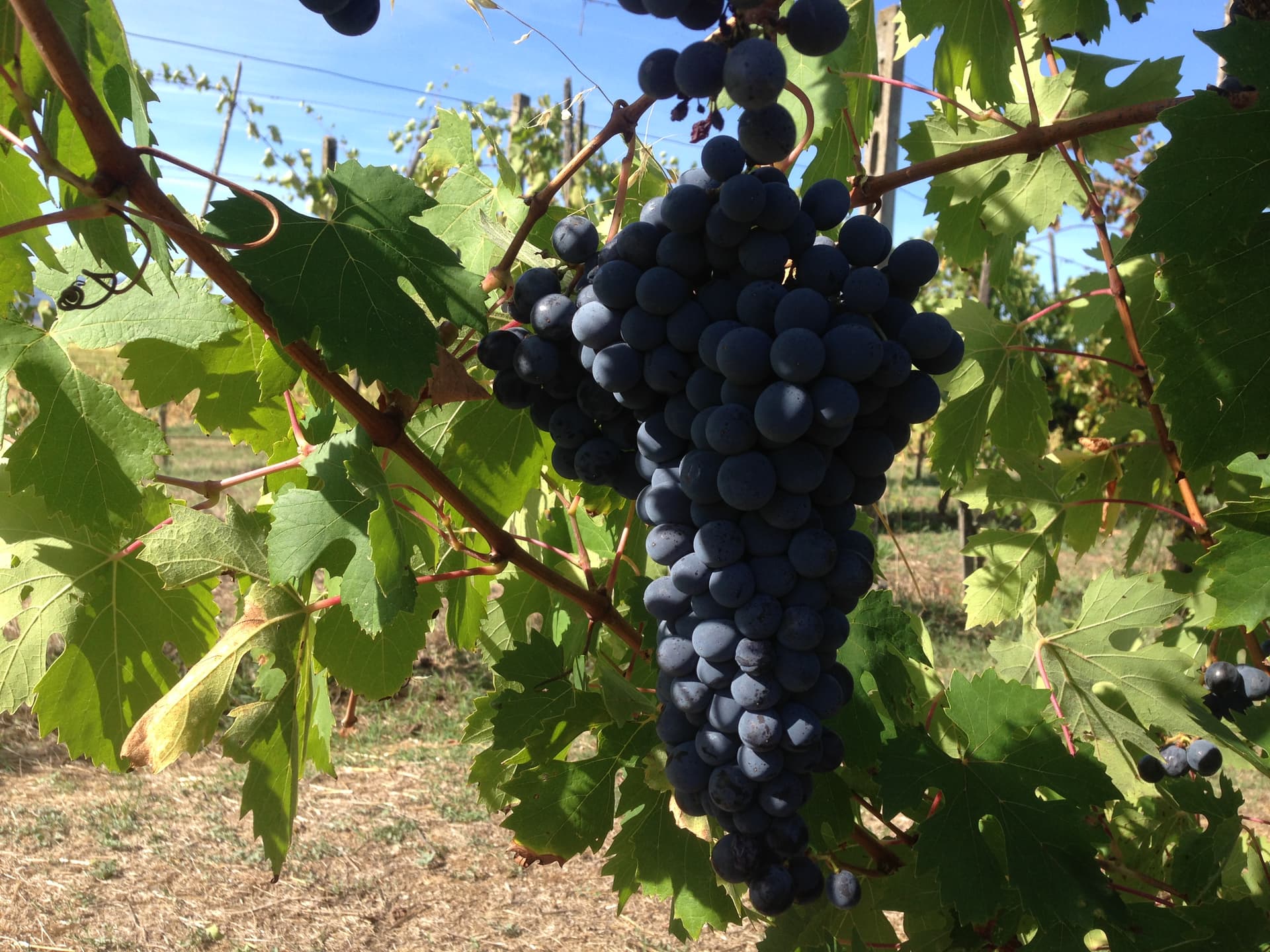 Besök på vingården och provsmakning i vingården på Colonna Winery foto 4
