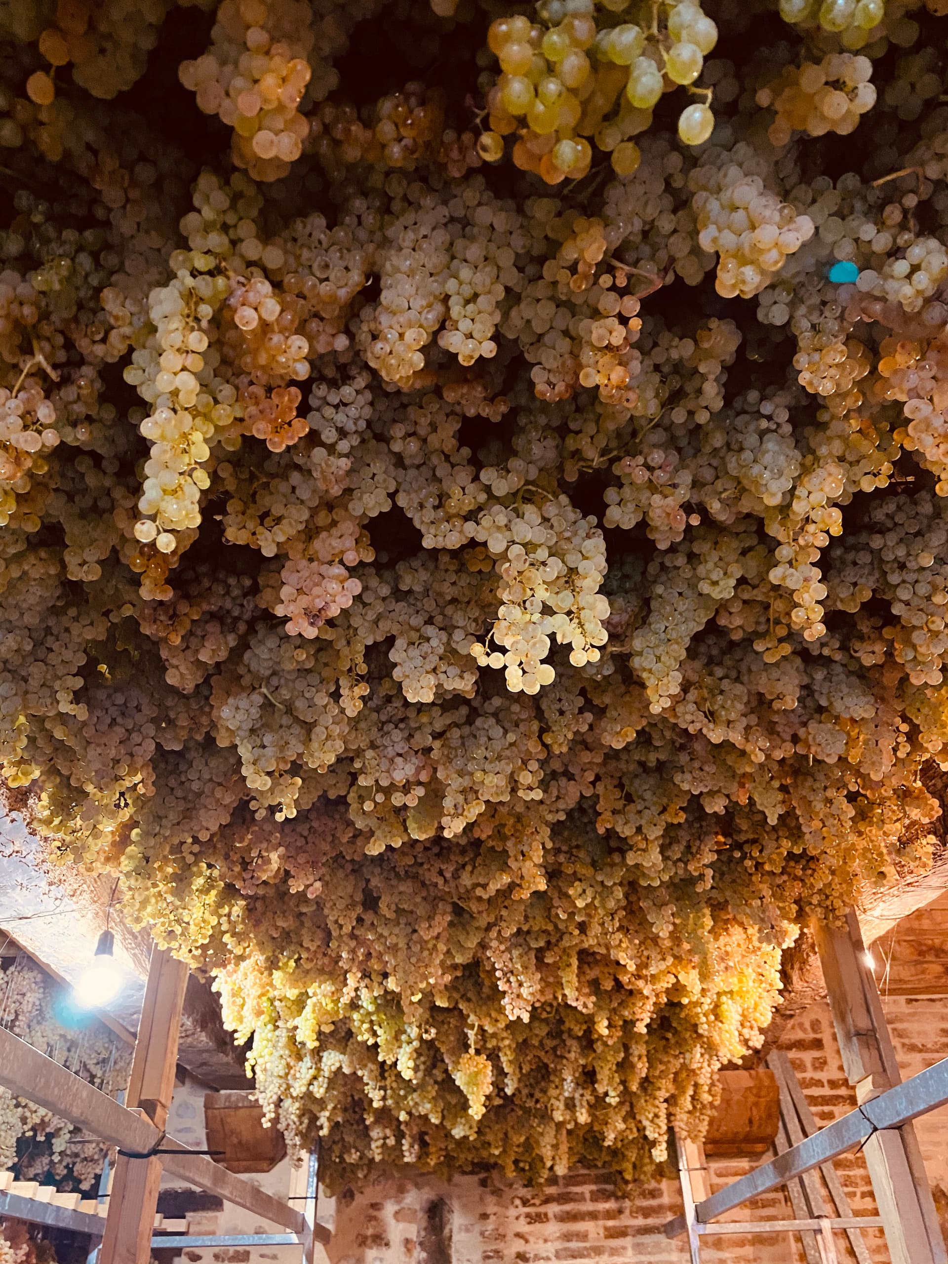 Besök på vingården och provsmakning i vingården på Colonna Winery foto 3