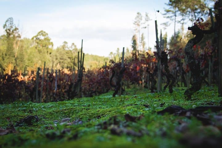 Tour enologico privato premium di Bairrada: visita 3 cantine con degustazioni di vino e pranzo foto 3