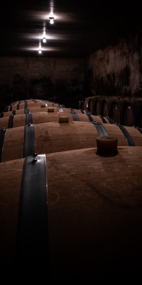 Degustazione di vini e visita al Domaine du Vieux Pressoir foto 4