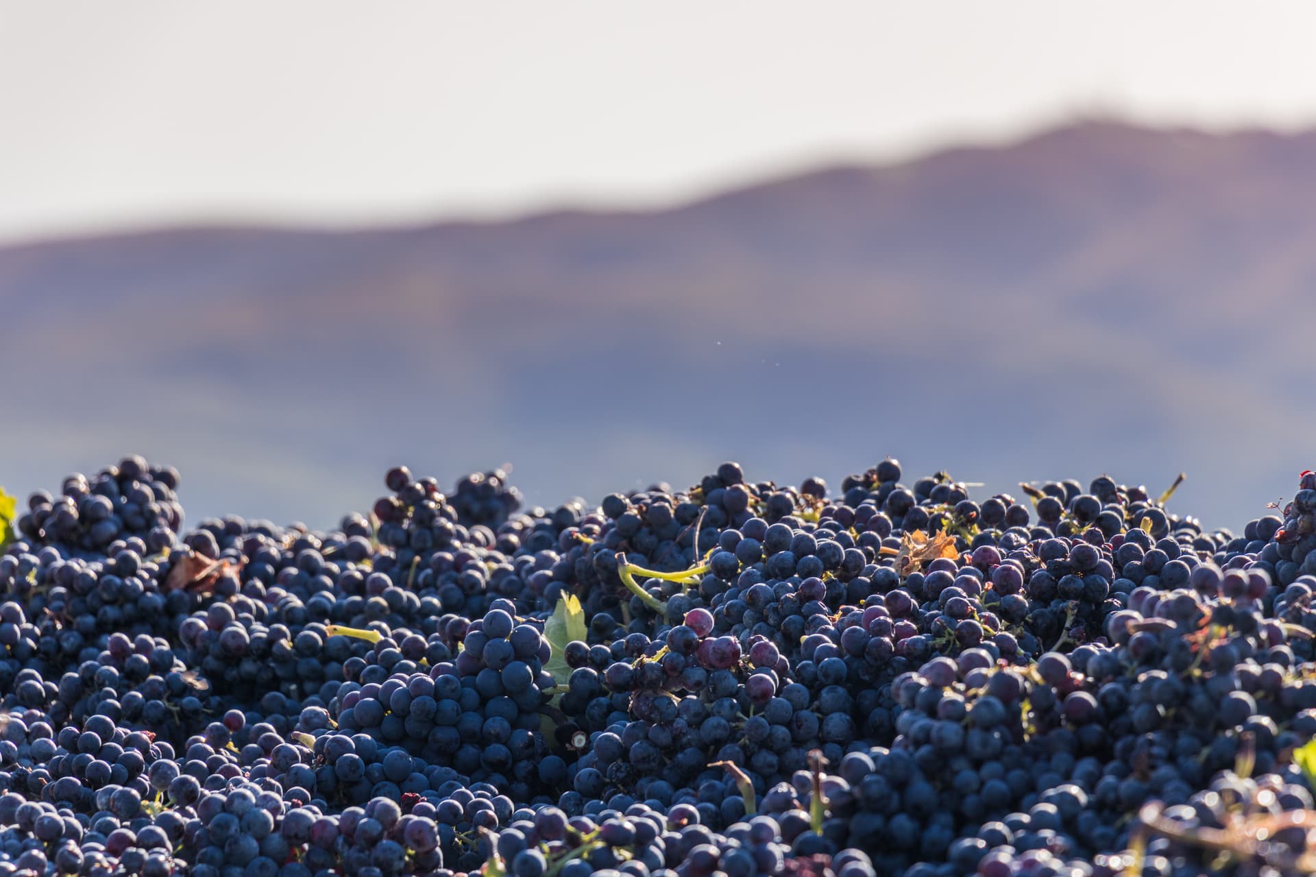 Vino esclusivo presso l'azienda vinicola Perticaia