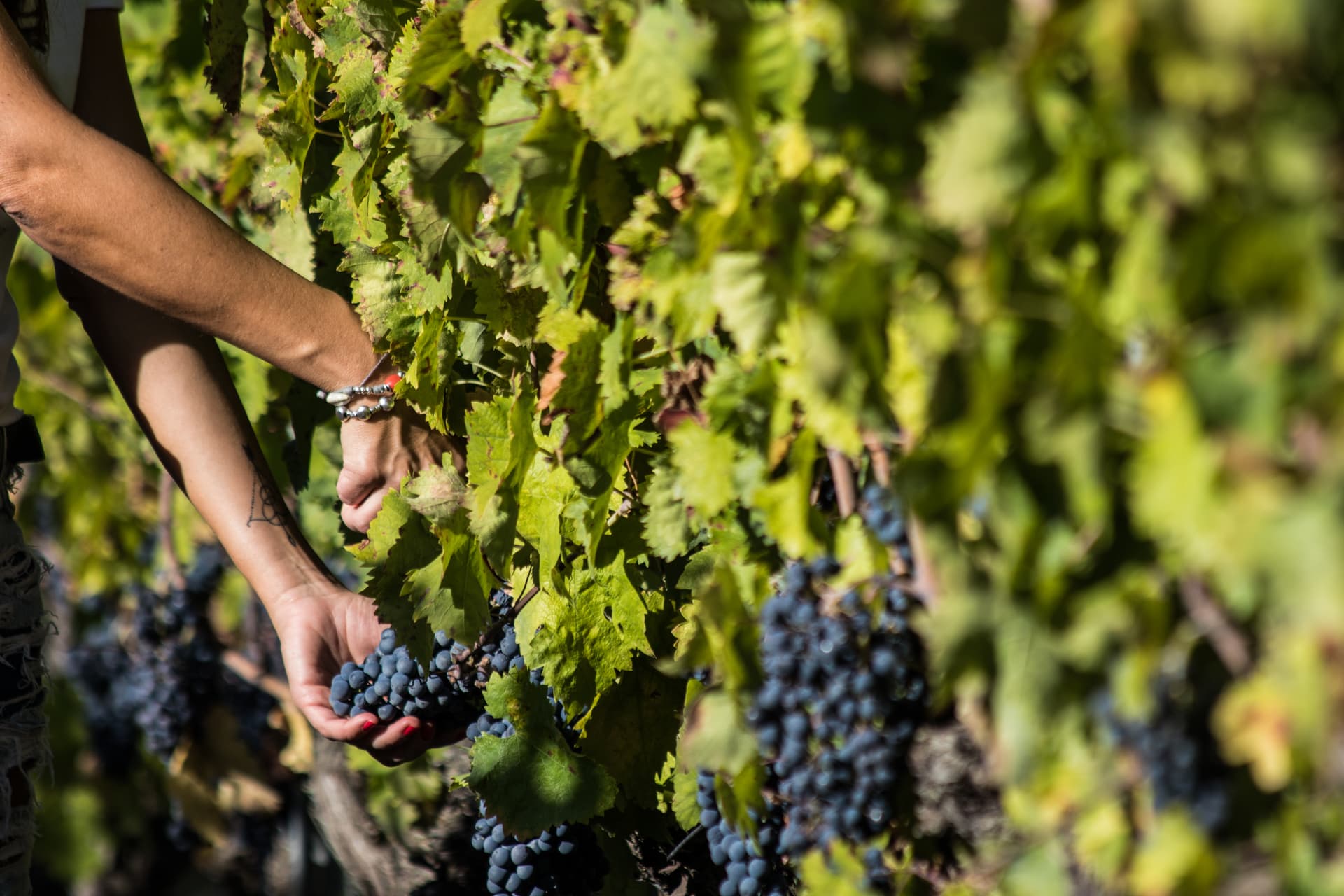 Perticaia Winery foto 5