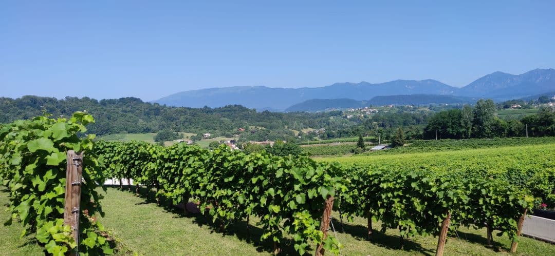 Stroll Veneto Vineyards & Taste Prosecco photo 5