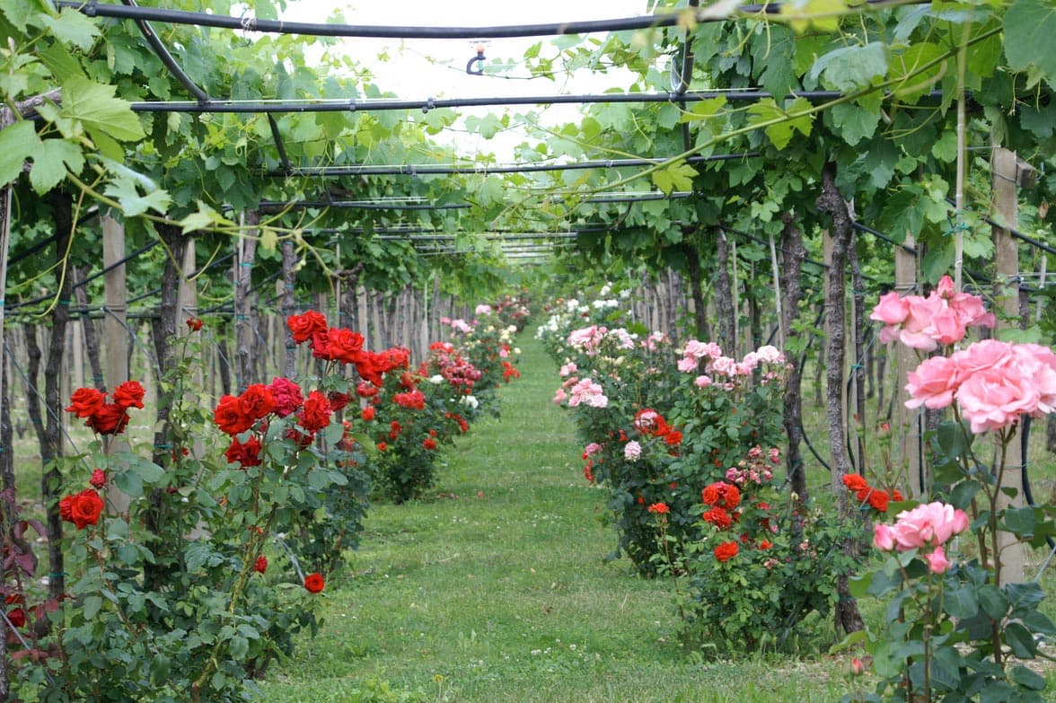 Cantine Lenotti Highlight