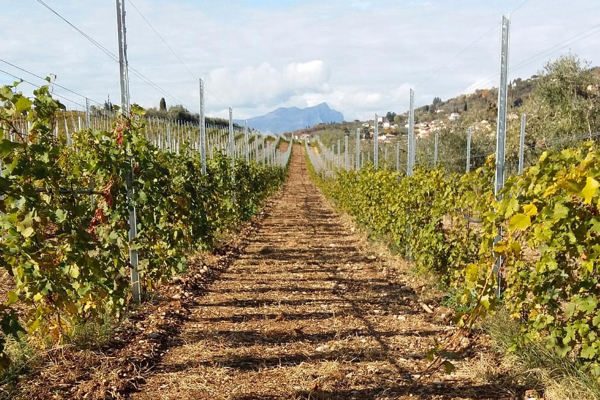 Cantine Lenotti Foto 5