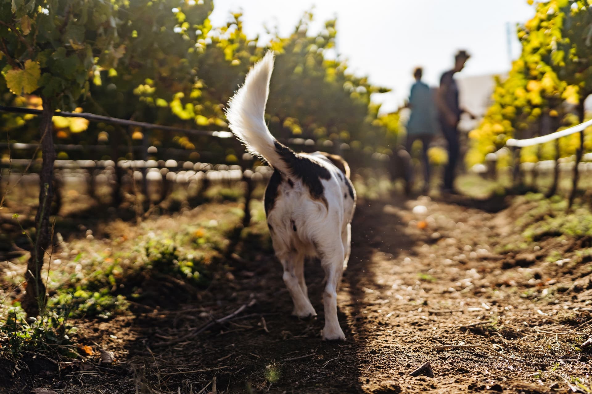 Destaque de Attilio & Mochi Winery