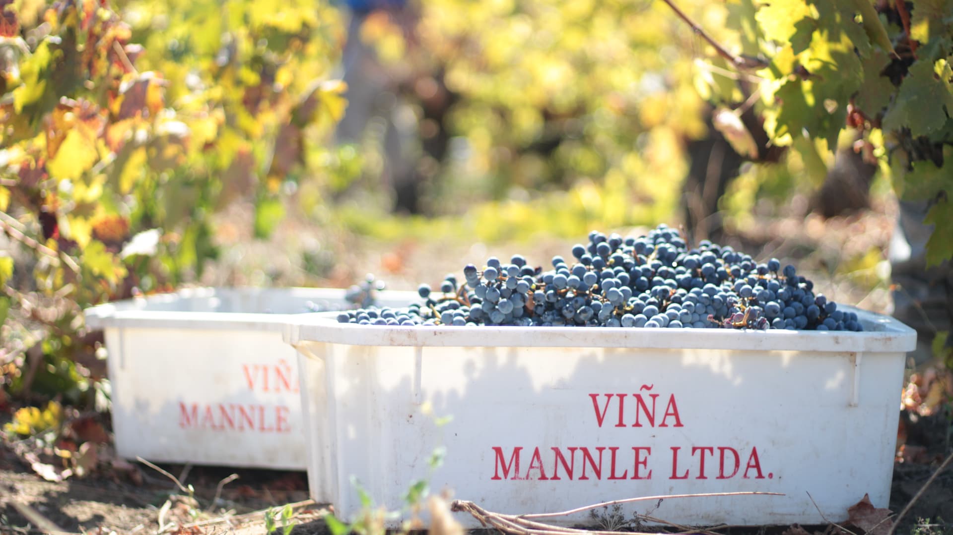 Destaque de Viña Männle: A Taste of Chilean Tradition