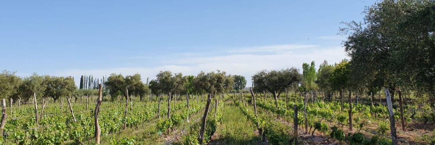 Cata de vinos y visita guiada en Carinae foto 4