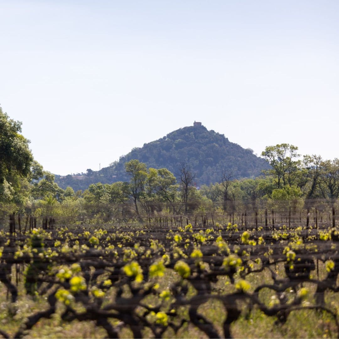 Provence Vineyard Hike & Organic Wine Tasting