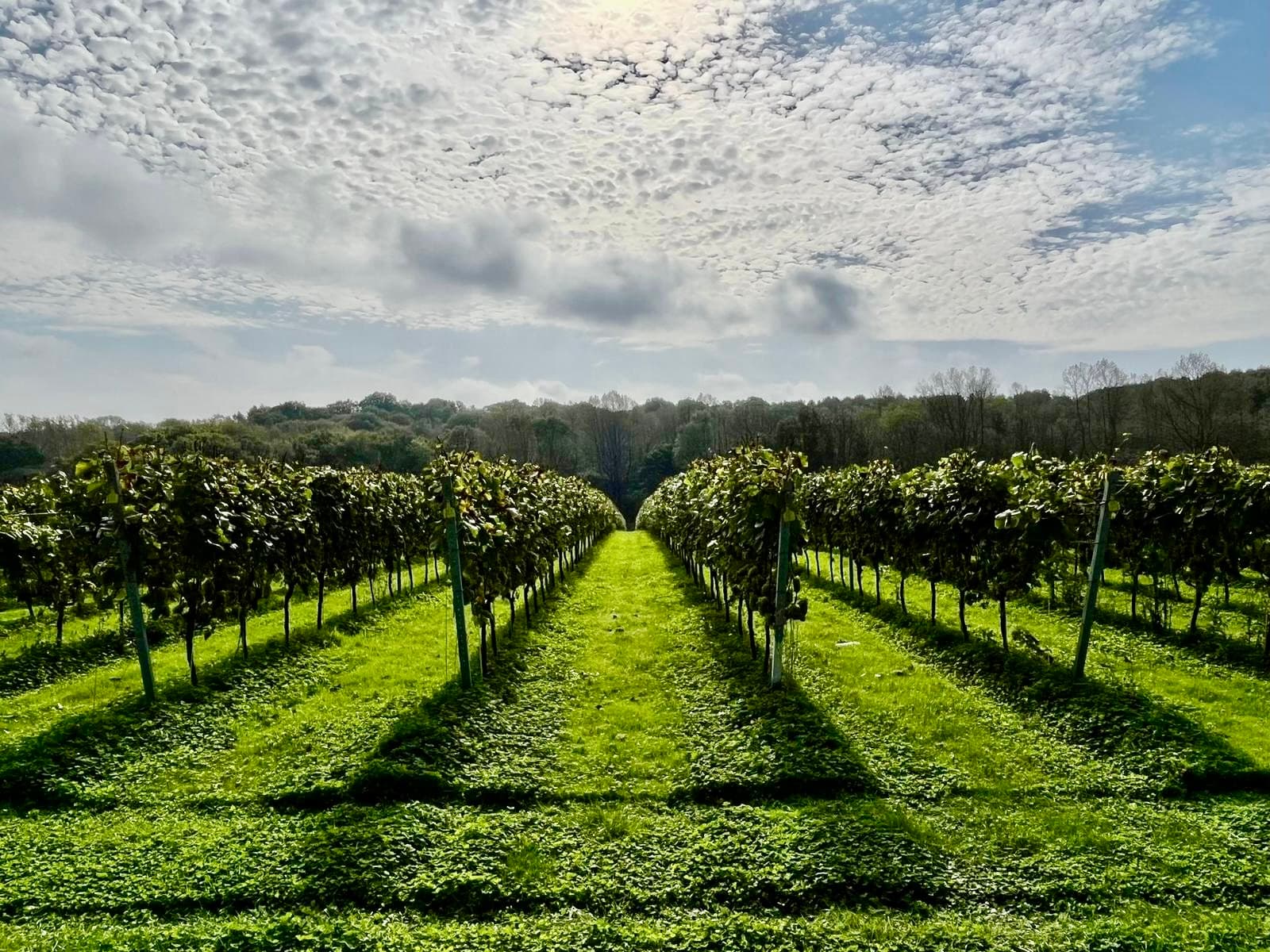 Highweald Wine Estate photo 4